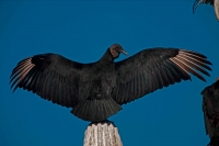 Black Vulture (Coragyps atratus) on Cardon Cactus - Sonora-Mexic