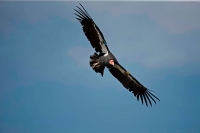 California Condor-Utah