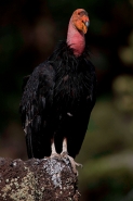 California Condor-Utah
