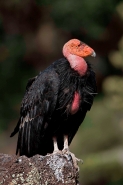 California Condor-Utah