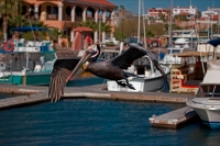 Brown Pelican (Pelecanus occidentalis) - Adult - Sonora Mexico