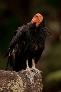 California Condor-Utah