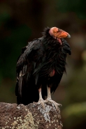 California Condor-Utah
