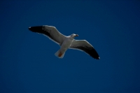 Yellow-footed Gull (Larus livens) - Adult - Soaring - Mexico