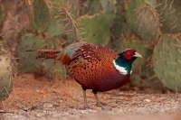 Ring-necked pheasant - Phasianus colchicus - Arizona