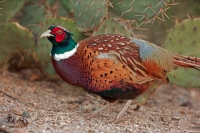 Ring-necked pheasant - Phasianus colchicus - Arizona