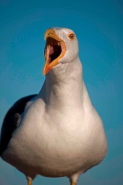 Yellow-footed Gull (Larus livens) - Adult - Calling  - Mexico