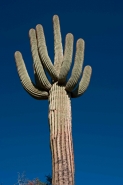 Saguaro Cactus (Carnegiea gigantea) - Sonoran Desert Arizona
