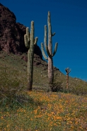 Saguaro Cacti - Picacho Peak State Park -Arizona