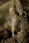 Harris\' Antelope Squirrel (Ammospermophilus harrisi) - Arizona