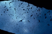 Mexican Freetail Bats (Tadarida brasiliensis)  - Carlsbad New Me
