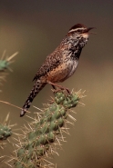 Cactus Wren (Campylorhynchus brunneicapillus)-Arizona