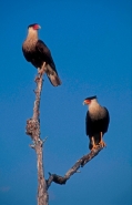 Crested Caracaras (Polyborus plancus) - Texas