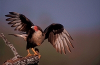 Crested Caracara (Polyborus plancus) - Texas