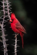 Northern Cardinal (Cardinalis cardinalis) - Arizona