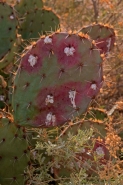 Cochineal Bugs (Dactylopius confusus) - Arizona