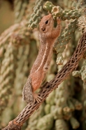 Harris' Antelope Squirrel (Ammospermophilus harrisi) - Arizona
