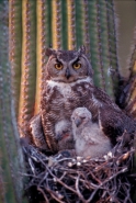 Great Horned Owl (Bubo virginianus) - Arizona