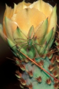 Green Lynx Spider (Puecetia viridans) -Arizona