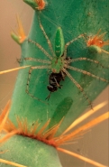 Green Lynx Spider (Puecetia viridans) - Texas