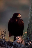 Harris\' Hawk (Parabuteo unicinctus) - On nest with young - Arizo