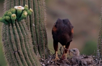Harris\' Hawk (Parabuteo unicinctus) - feeding young - Arizona