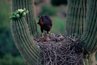 Harris\' Hawk (Parabuteo unicinctus) - On nest with young - Arizo