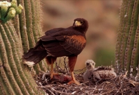 Harris\' Hawk (Parabuteo unicinctus) - On nest with young - Arizo