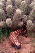 Gila Monster-Arizona
