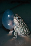Great Plains Toad (Bufo cognatus)-Arizona-Male calling