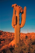 Saguaro Cactus  (Carnegiea gigantea) Cristate Form -Sonoran Dese