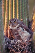 Great Horned Owl (Bubo virginianus) - Arizona