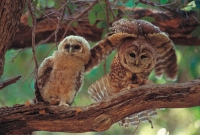 Mexican Spotted Owl (Strix occidentalis lucida) Adult and Young