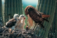 Harris\' Hawk (Parabuteo unicinctus) - feeding young - Arizona
