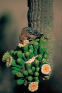 Gila Woodpecker Feeds on Saguaro Blossom