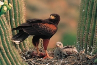 Harris\' Hawk (Parabuteo unicinctus) - feeding young - Arizona