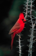 Northern Cardinal (Cardinalis cardinalis) - Arizona