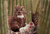 Great Horned Owl (Bubo virginianus) - Arizona