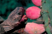 Desert Tortoise (Gopherus agassizii) - Arizona