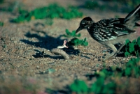 Greater Roadrunner (Geococcyx californianus) with Western Diamon