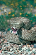 Mojave Rattlesnake (Crotalus scutulatus) Arizona