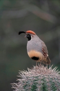 Gambel\'s Quail  (Callipepla gambelii) - Arizona