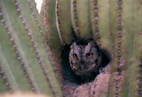 Western Screech-Owl  (Otus kennicottii) - Arizona