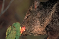 Javelina or Peccary (Pecari angulatus) - Arizona