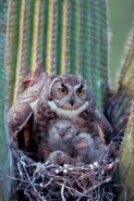 Great Horned Owl (Bubo virginianus) - Arizona