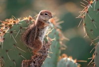 Harris\' Antelope Squirrel (Ammospermophilus harrisi) - Arizona