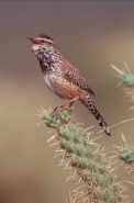 Cactus Wren (Campylorhynchus brunneicapillus)-Arizona
