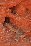Western Diamond-backed Rattlesnake(s) - Crotalus atrox -Az.