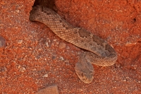 Western Diamond-backed Rattlesnake(s) - Crotalus atrox -Az.