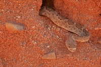 Western Diamond-backed Rattlesnake(s) - Crotalus atrox -Az.
